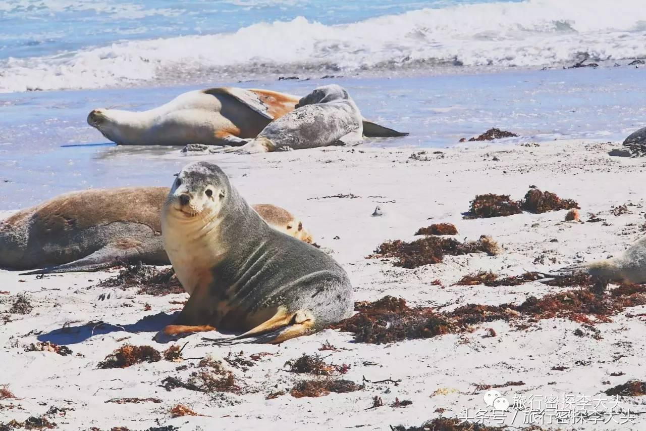 中国哪里能够抱考拉,全球哪里能够抱考拉