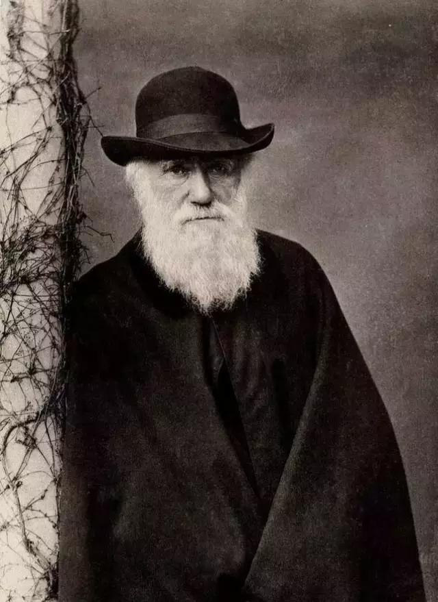 荐书｜中国人对兰花情有独钟，没想到达尔文也一样