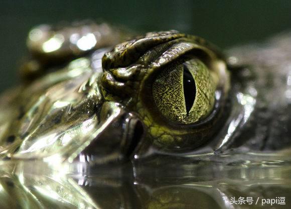 高清镜头下的眼睛看起真美，看眼睛猜动物你能猜对几个