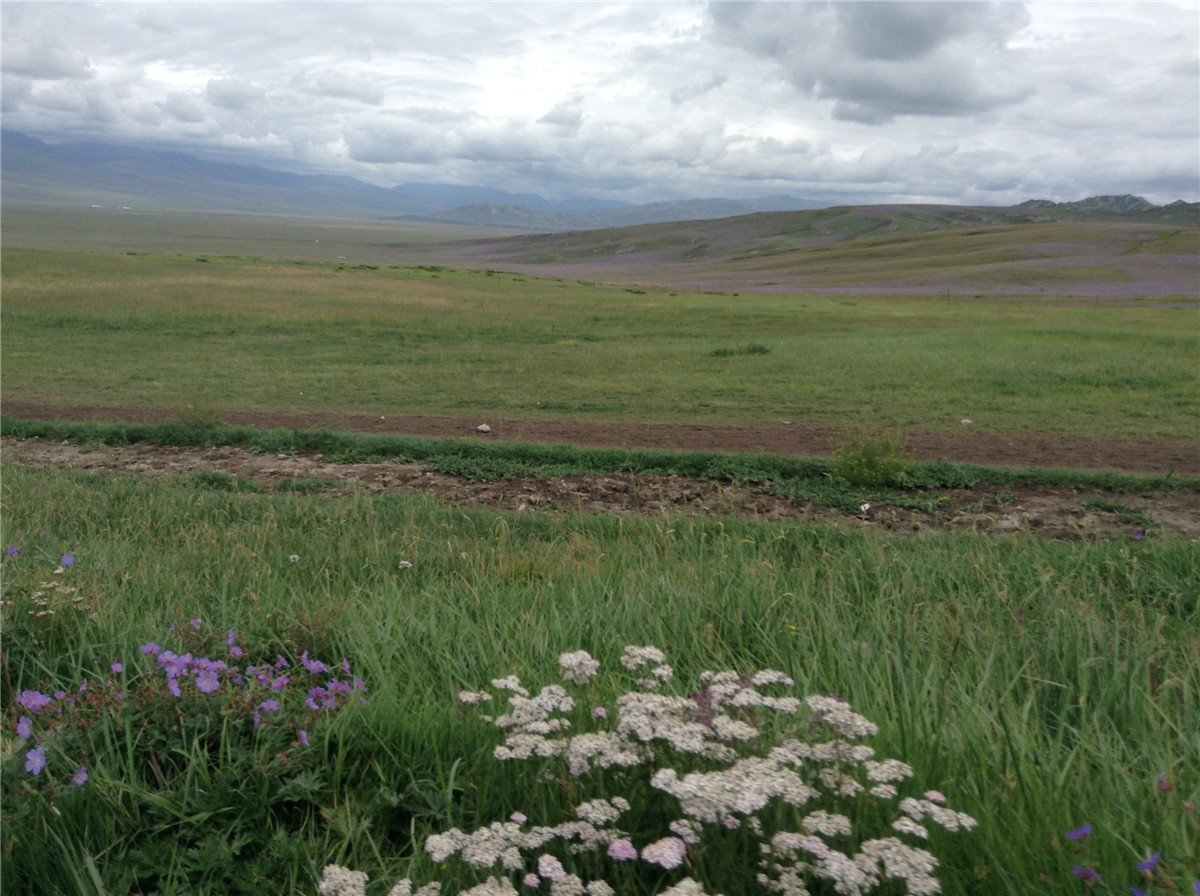 辽阔的草原绿色的歌完全版,辽阔的草原绿色的歌