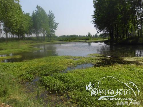 假日野钓鲫鱼,假日河边钓鲫鱼