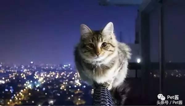 测一测你家猫咪是什么品种,测一测猫咪年龄