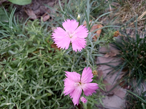 金立m6新款plus,金立m6全面评测