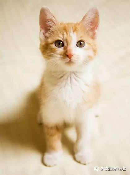 照顾小猫咪日常生活,怎么照顾小猫咪最好的方法