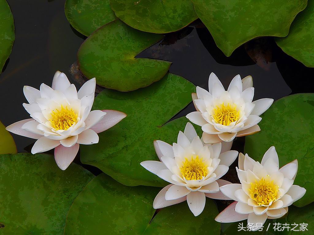 植物传播种子方法科普,植物果实传播的方法有哪些