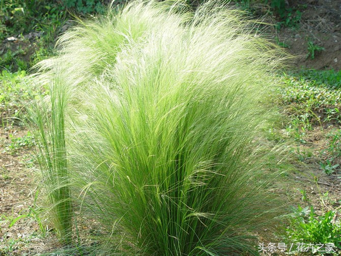 植物传播种子方法科普,植物果实传播的方法有哪些