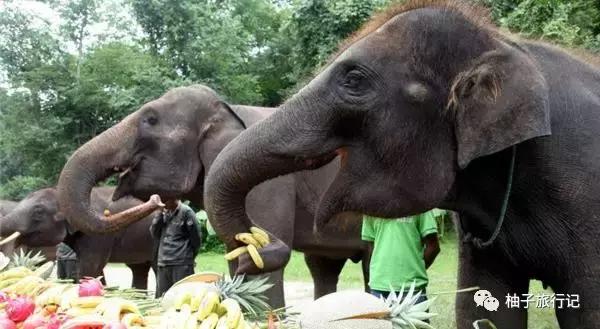 泼水节后，西双版纳该怎么玩，附防高温注意事项