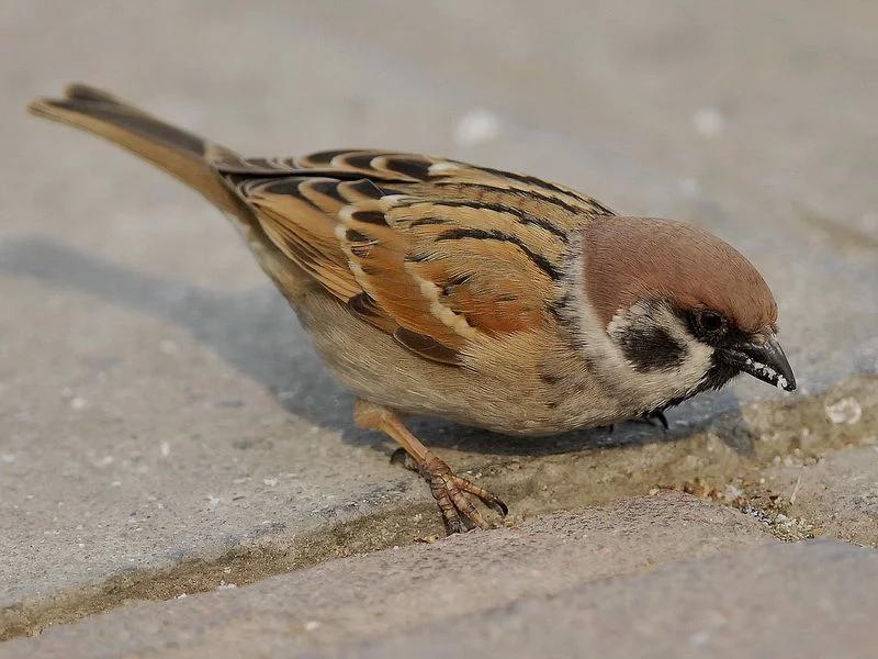 扫雪，捉麻雀，玩着玩着就老了，80后的北方人你们还好吗？