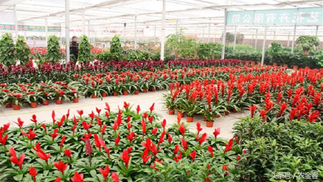 2021农村小投资大回报的项目,合适农村发展的小投资项目有哪些