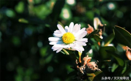 生活简单美好的句子发朋友圈说说,生活努力忙碌励志句子发朋友圈