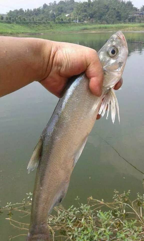 鲢鳙钓法视频,鲤鱼钓法技巧