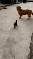 搞笑八张图107期,搞笑九张图124期