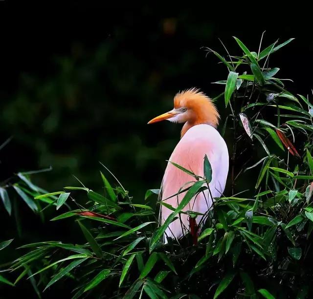 摄友作品点评,4月拍照