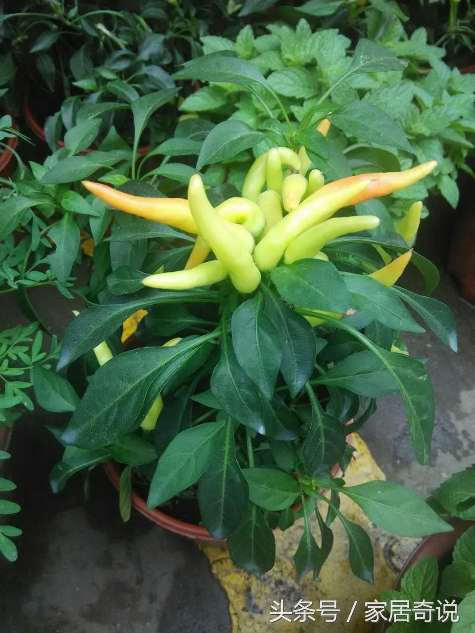 合适室内的花卉盆景,合适家里养的花盆景