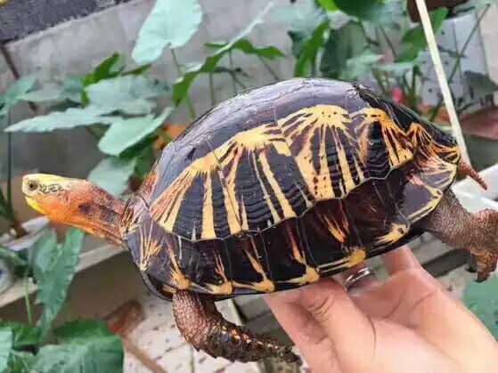 细说国龟之美五（黄额）