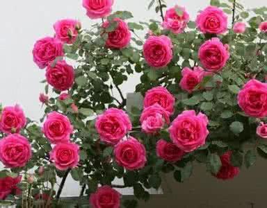 姬月季和姬蔷薇的区别,月季蔷薇玫瑰有什么区别