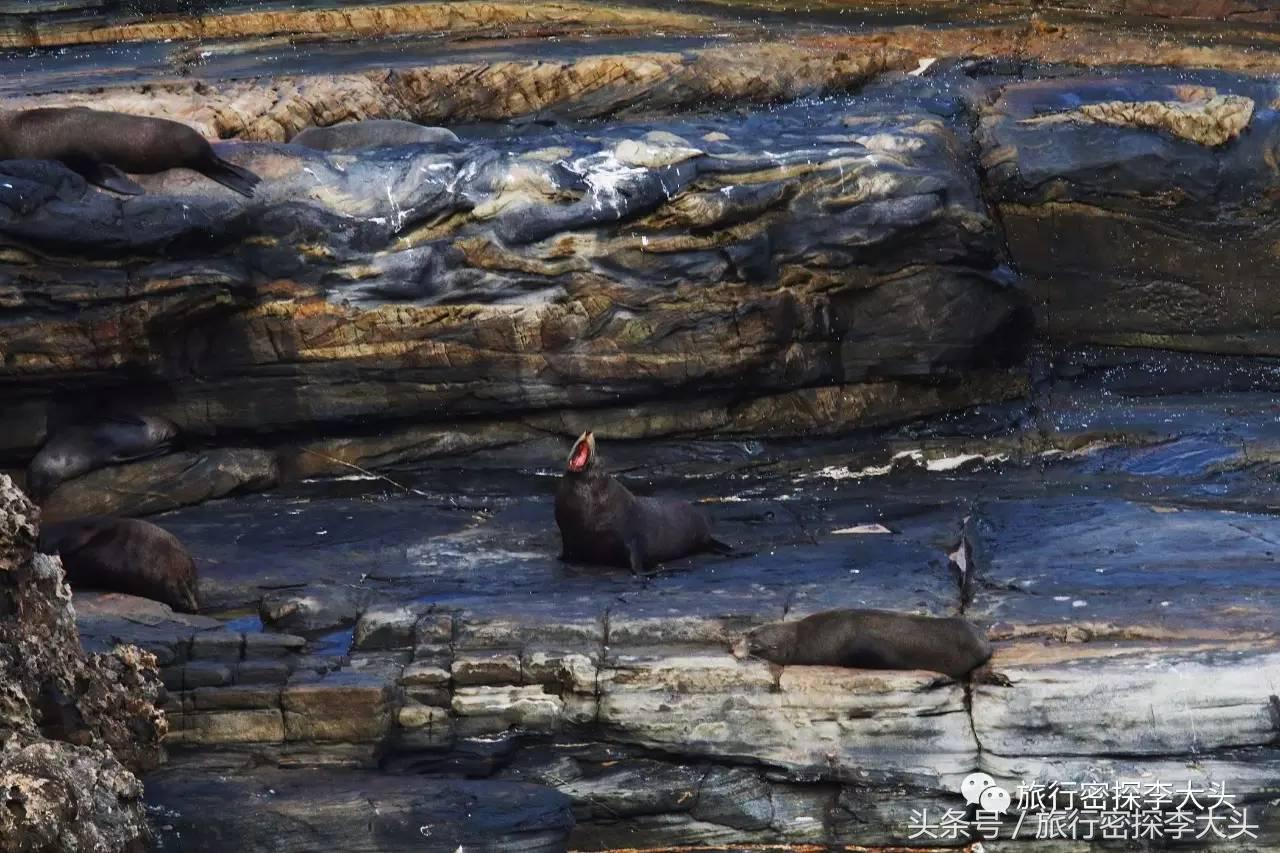 中国哪里能够抱考拉,全球哪里能够抱考拉