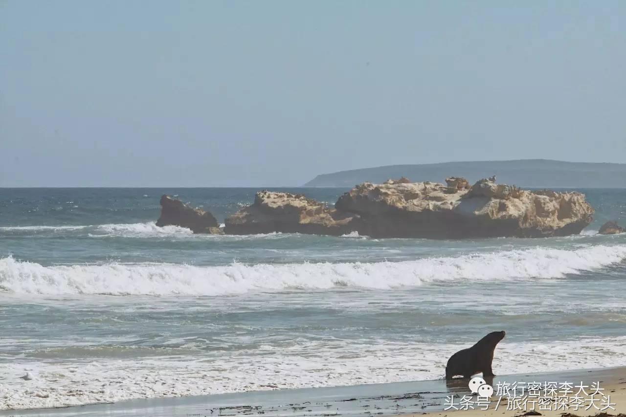 中国哪里能够抱考拉,全球哪里能够抱考拉