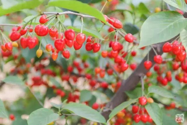 洛阳新安县樱桃采摘园,洛阳樱桃沟摘樱桃