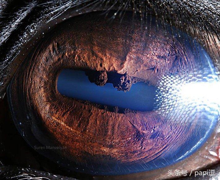 高清镜头下的眼睛看起真美，看眼睛猜动物你能猜对几个