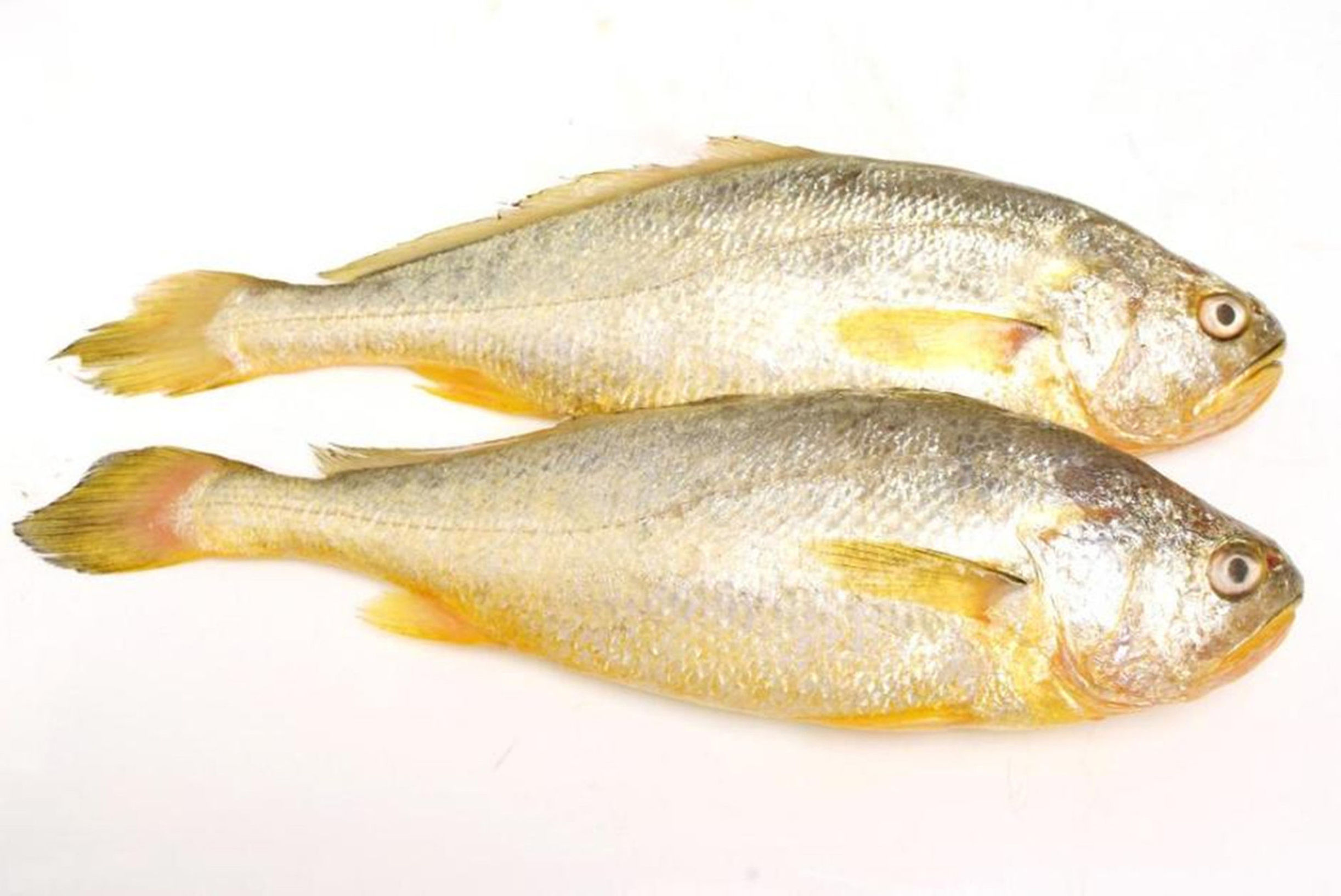 海钓必备的100种钓法,新手海钓怎么钓提高中鱼率