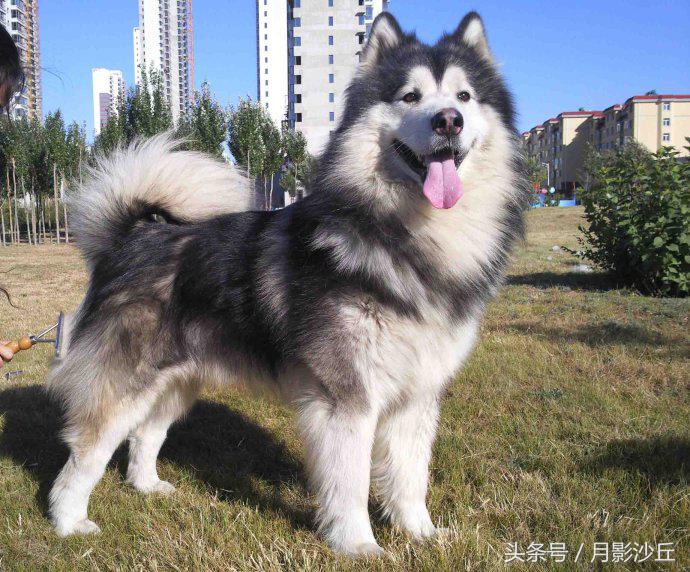 阿拉斯加和哈士奇哪个打架厉害,哈士奇和阿拉斯加幼犬如何区别