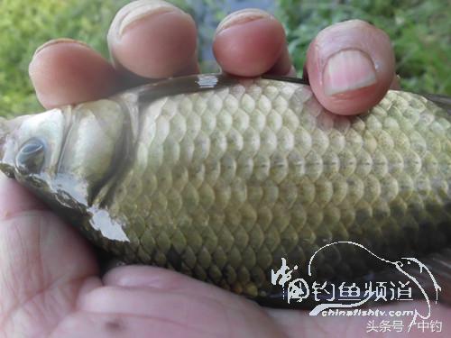 假日野钓鲫鱼,假日河边钓鲫鱼