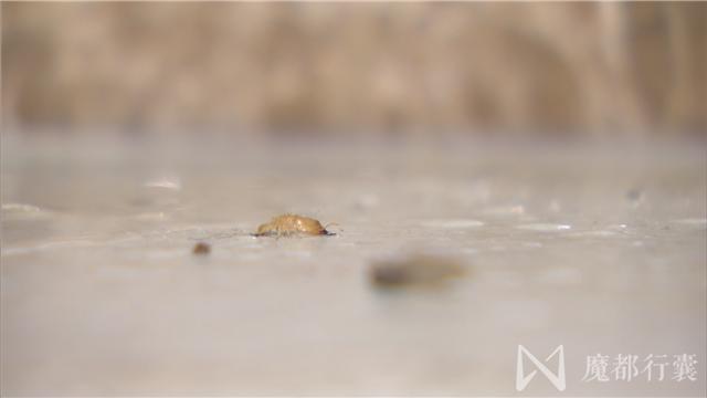 大面积白蚁怎么消灭最彻底,根治白蚁最简单有效的方法