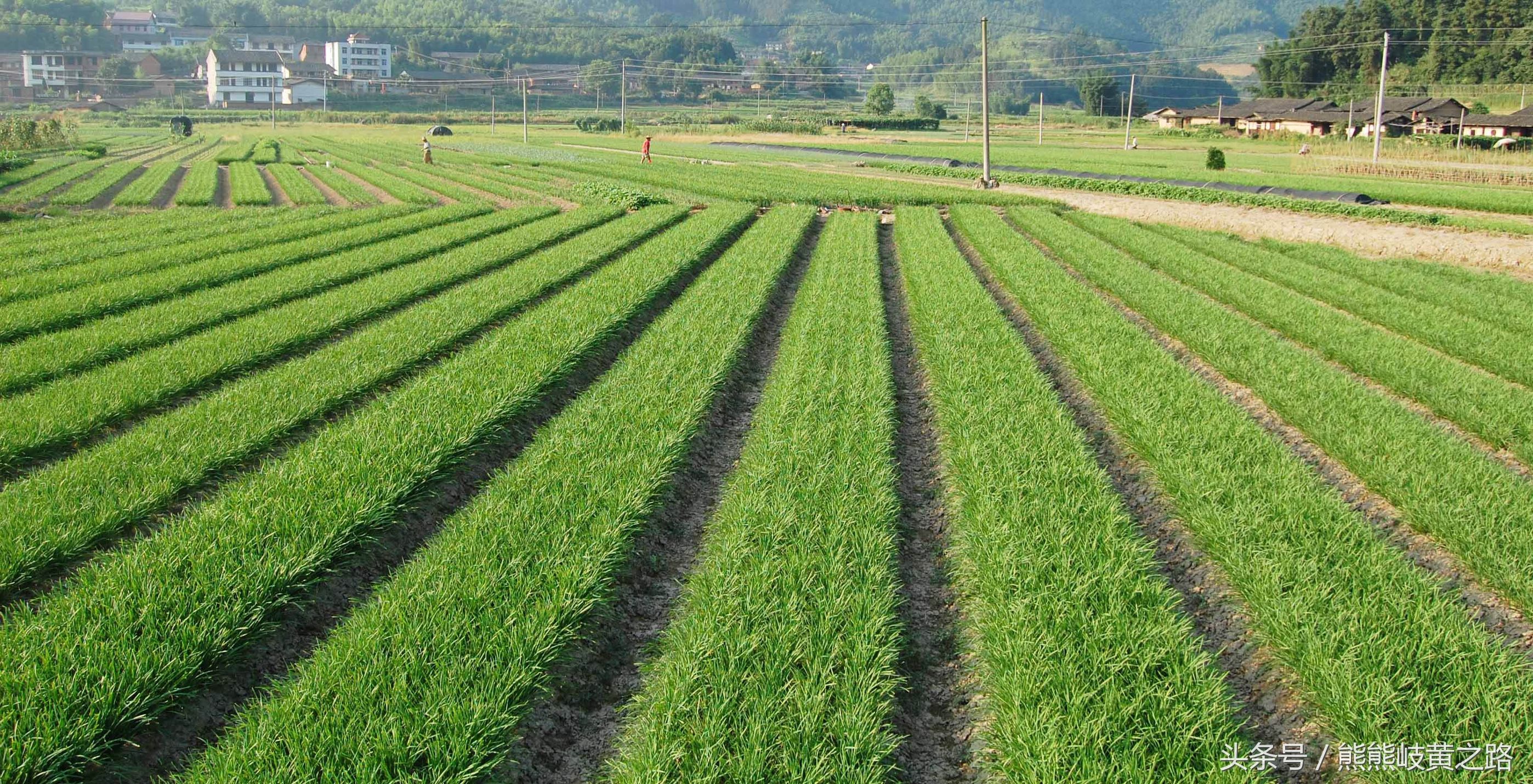 韭菜能够直接放烤炉上烤吗,韭菜怎么防止烤焦