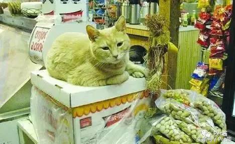 测一测你家猫咪是什么品种,测一测猫咪年龄