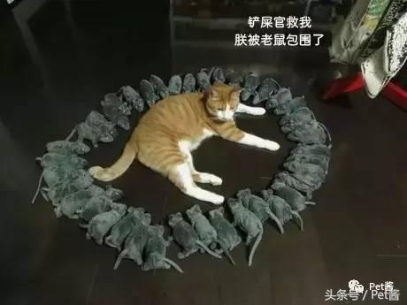 测一测你家猫咪是什么品种,测一测猫咪年龄