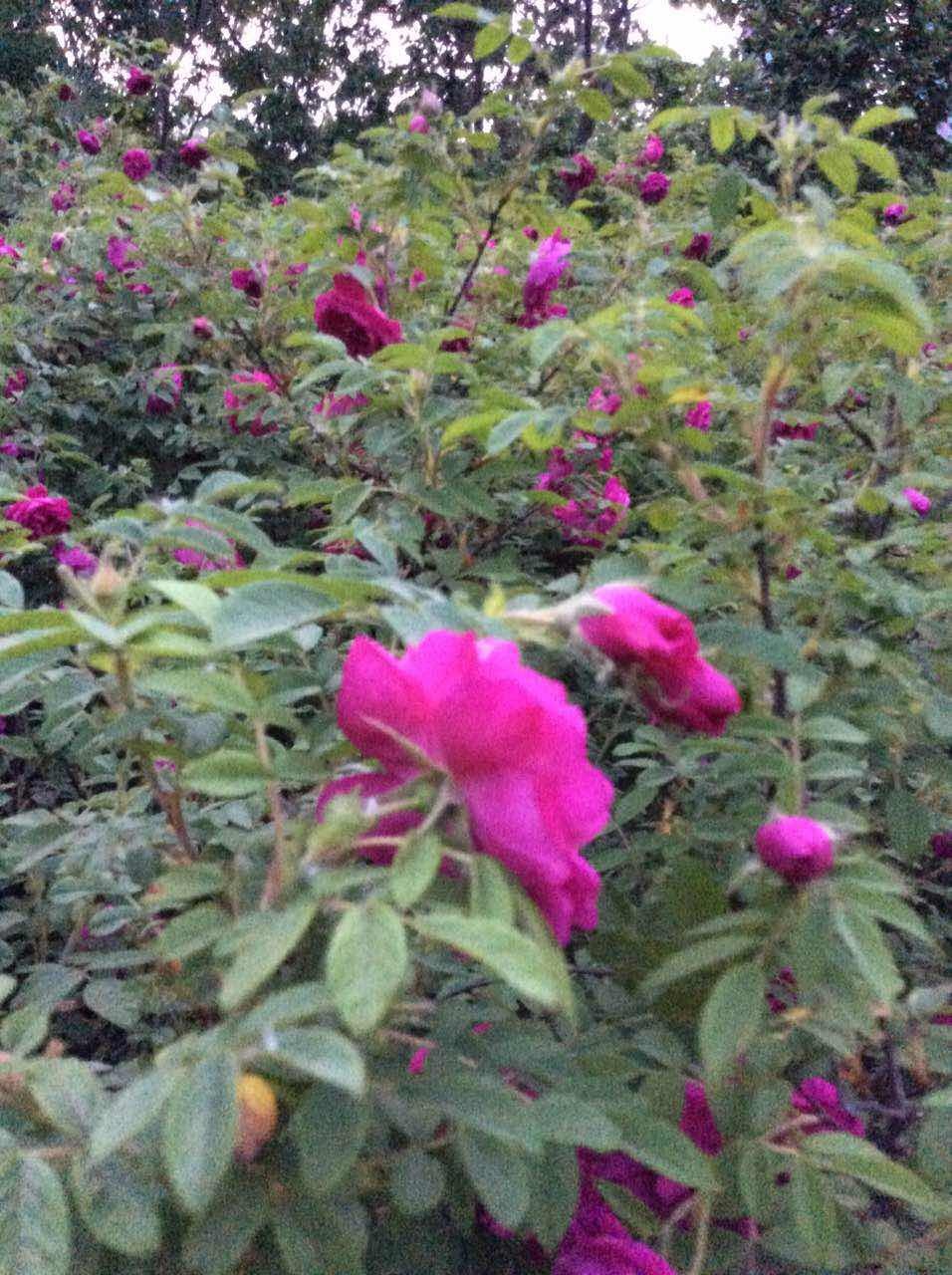 「名家专栏」李玉梅：九朵玫瑰