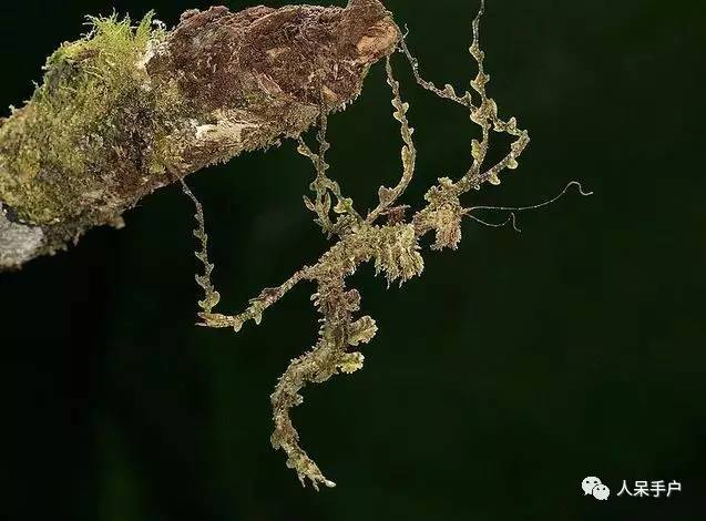 集结拍案称奇的拟态大师