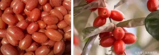 羊奶果酸酸甜甜,羊奶果酸酸甜甜的