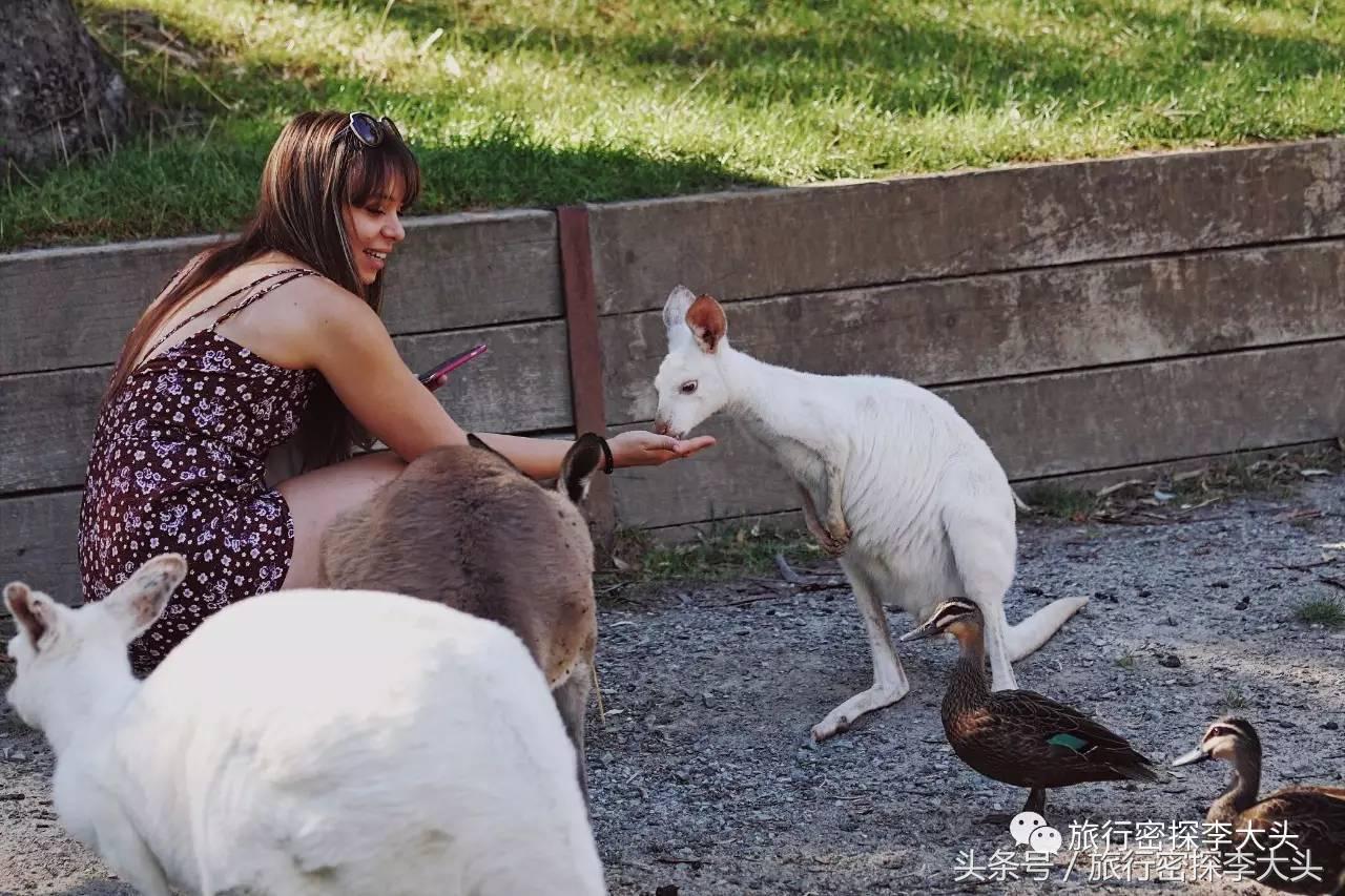 中国哪里能够抱考拉,全球哪里能够抱考拉