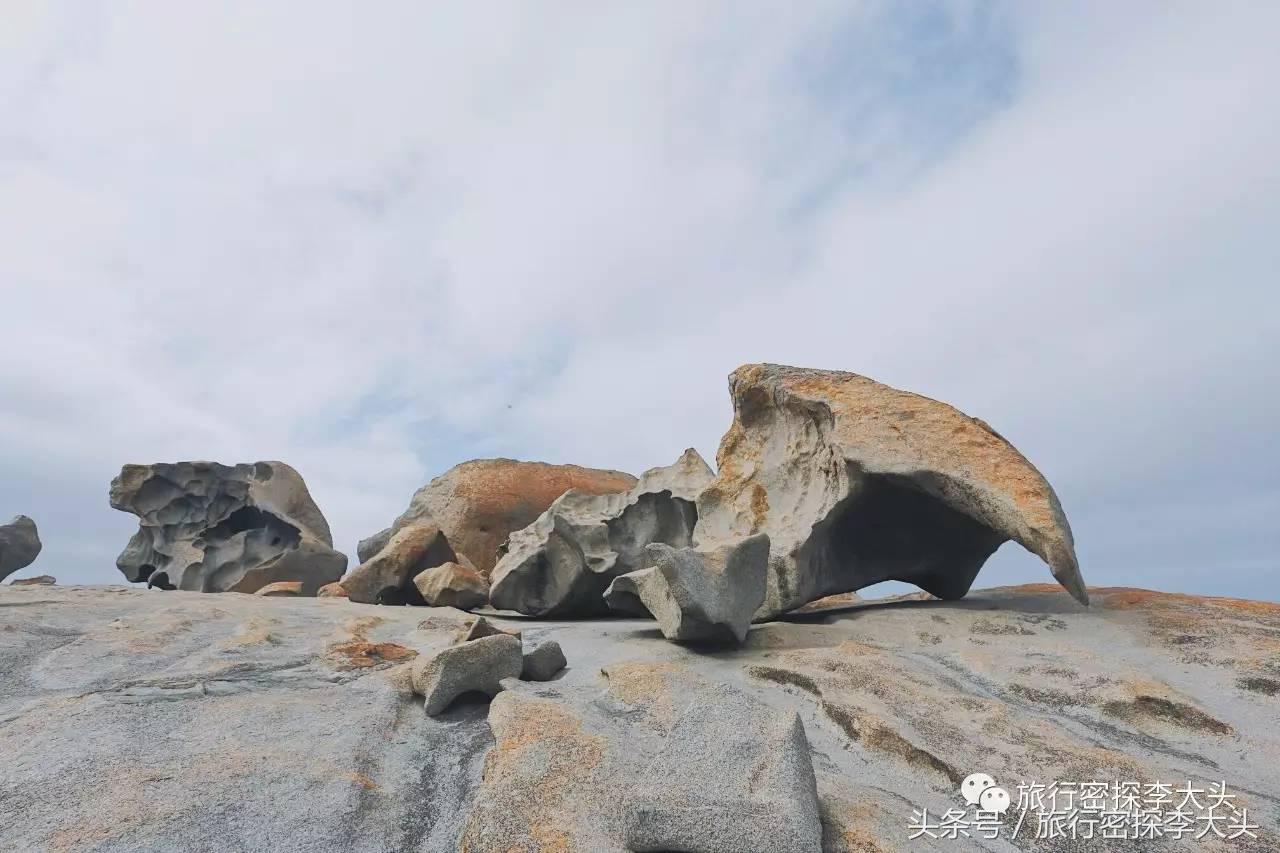 中国哪里能够抱考拉,全球哪里能够抱考拉