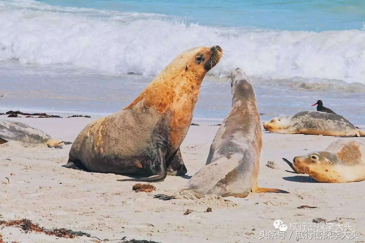 中国哪里能够抱考拉,全球哪里能够抱考拉