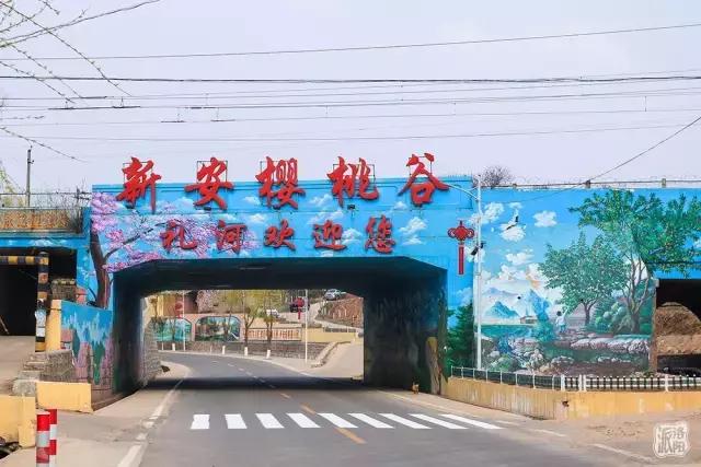 洛阳新安县樱桃采摘园,洛阳樱桃沟摘樱桃