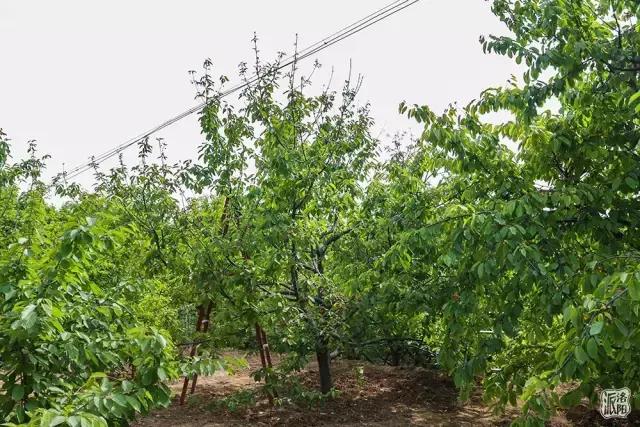 洛阳新安县樱桃采摘园,洛阳樱桃沟摘樱桃