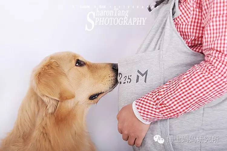 怀孕了宠物狗还能养吗,怀孕了家里的宠物狗还能养吗