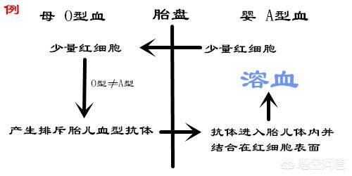 孕妈妈什么血型容易发生溶血,怀孕哪个血型容易出现溶血