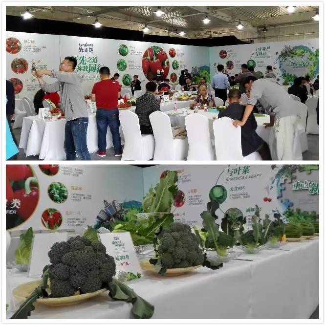 先正达24大蔬菜新品种,先正达蔬菜新品种