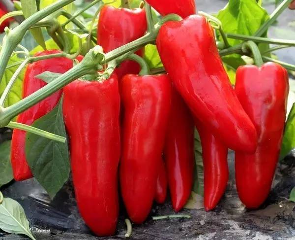 先正达24大蔬菜新品种,先正达蔬菜新品种