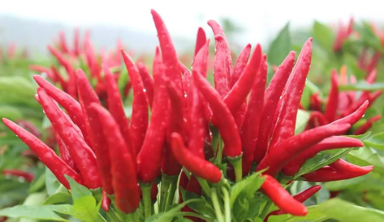 先正达24大蔬菜新品种,先正达蔬菜新品种