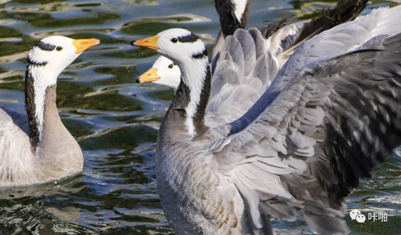 松下fz2500发布时间,松下fz长焦机