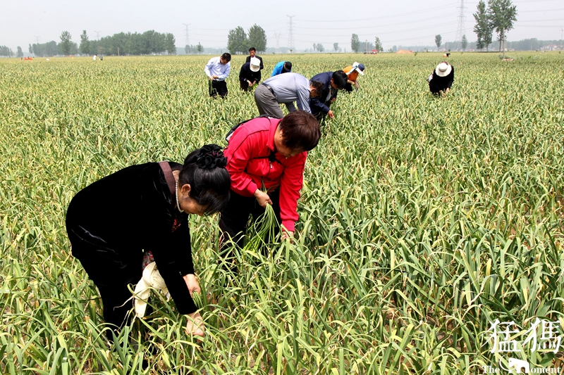 山东300吨大蒜支援,大蒜20万吨订单