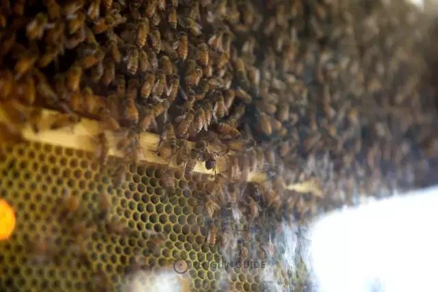 新西兰本土蜂蜜多少钱一罐,新西兰蜂蜜为什么火了