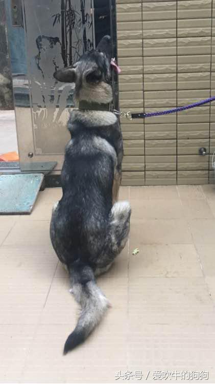 狼青跟德牧哪个好驯养一些,狼青和德牧配出来的幼犬什么样