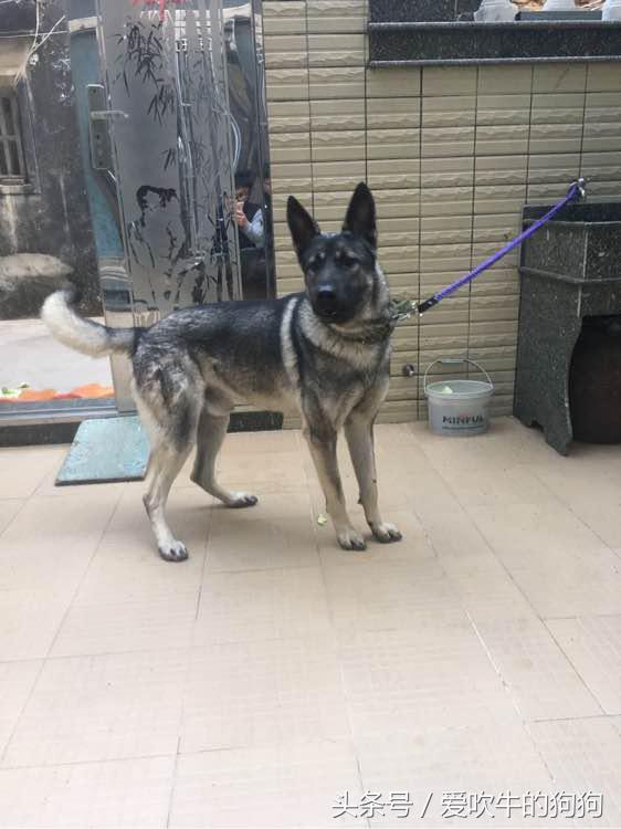 狼青跟德牧哪个好驯养一些,狼青和德牧配出来的幼犬什么样