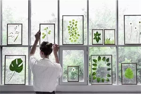 植物标本挂在墙上好看 (植物标本挂墙上)